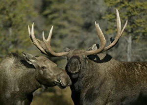 Antler Gallery: USA, Alaska, Anchorage. Close-up of male