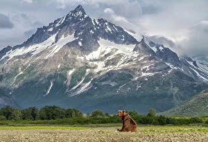 Images Dated 29th April 2022: USA, Alaska. A bear poses next to a scenic stream with high mountains behind. Date: 29-07-2011