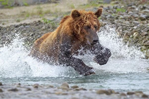Behavior Collection: USA, Alaska. A brown bear splashes through a stream in pursuit of salmon. Date: 27-07-2011