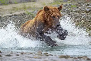 Splashing Prints: USA, Alaska. A brown bear splashes through a stream in pursuit of salmon. Date: 27-07-2011