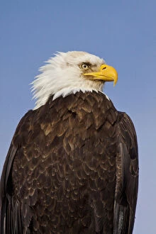 USA. Alaska. Homer. Eagle Portrait in Morning