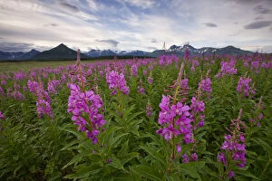 USA, Alaska, Katmai National Park, Fireweed