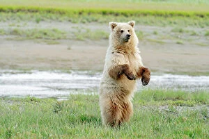 Juvenile Collection: USA, Alaska. A light colored brown bear stands to look for danger. Date: 08-07-2021