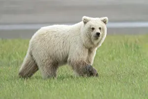 Grizzly Prints: USA, Alaska. A very light colored female brown bear cub is nervous about other bears