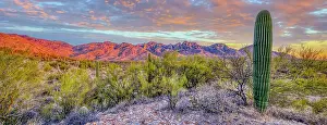 Panoramic Prints: USA, Arizona, Catalina. Panoramic of sunset on desert and Catalina Mountains