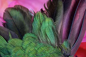 Detail Prints: USA, Arizona. Close-up of hummingbird feathers. Date: 02-01-2021