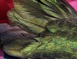 USA, Arizona. Close-up of hummingbird feathers. Date: 02-01-2021