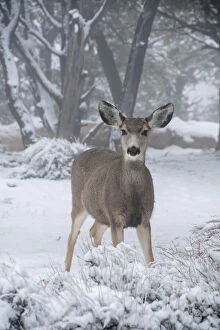 Concept Gallery: USA, Arizona, Grand Canyon National Park. Doe in