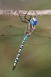 Images Dated 18th May 2021: USA, Arizona, Havasu National Wildlife Refuge. Male blue-eyed darner dragonfly on limb