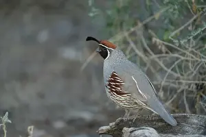Grall Prints: USA, Arizona, Sonoran Desert. Male Gambel's quail close-up. Date: 27-03-2021