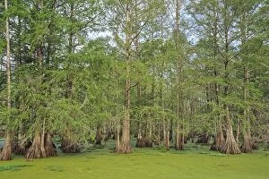 Images Dated 30th September 2008: USA - Baldcypress swamp (water covered mostly by duckweed), (Lake Martin), Atchafalaya Basin