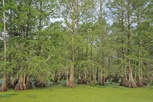 Marsh Prints: USA - Baldcypress swamp (water covered mostly by duckweed)