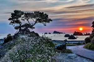 California Prints: USA, California, Crescent City, Monterey Cypress Date: 05-06-2018