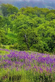 California Prints: USA, California, Crescent City, Redwoods National Park, Silky Lupine Date: 07-06-2018