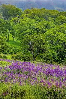 City Collection: USA, California, Crescent City, Redwoods National Park, Silky Lupine Date: 07-06-2018