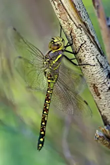California Prints: USA, California. Female heteromorph paddle-tailed darner on branch. Date: 27-06-2012