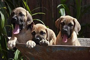 USA, California. Three Mastiff puppies in