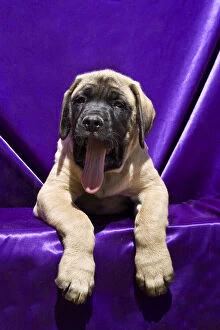USA, California. Mastiff puppy in purple