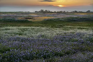 California Prints: USA, California, North Table Mountain. Sunset on field of wildflowers. Date: 04-04-2021