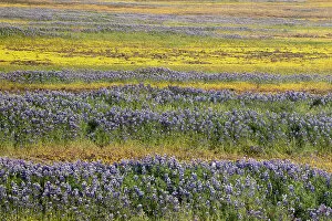 California Gallery: USA, California, North Table Mountain. Field of wildflowers