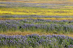 California Gallery: USA, California, North Table Mountain. Field of wildflowers