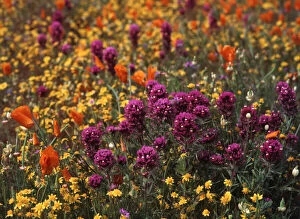 USA, California, View of Owl's Clover, poppies