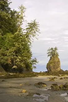 Sea Stacks Prints: USA - coastal scene during low tide