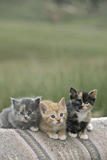 USA, Colorado, Divide. A trio of barn kittens