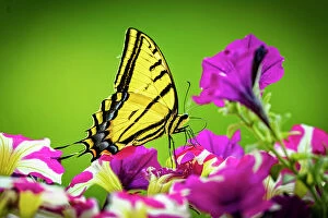 Images Dated 13th November 2021: USA, Colorado, Fort Collins. Eastern tiger swallowtail on petunia flowers. Date: 27-06-2021