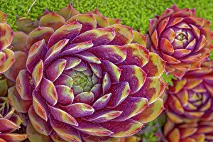 Fort Prints: USA, Colorado, Fort Collins. Hens and chicks succulent plant close-up. Date: 18-06-2021