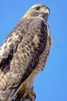 Hawk Gallery: USA, Colorado, Ft. Collins. Adult red-tailed hawk close-up