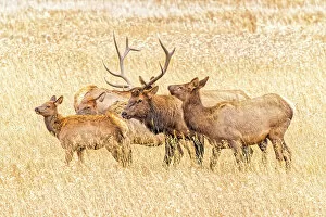 Images Dated 13th November 2021: USA, Colorado, Rocky Mountain National Park. North American elk male and females in mating season