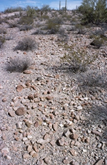 Images Dated 1st October 2007: USA - desert pavement Sonoran Desert, USA