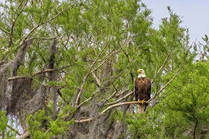 Eagle Collection: Usa, Florida. Bald eagle sitting in trees around Lochloosa Lake Date: 23-03-2021