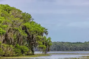 Quiet Prints: Usa, Florida. Cypress trees around Lochloosa Lake Date: 23-03-2021