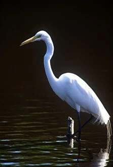 USA, Florida, Everglade NP, White Heron