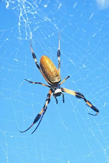 USA, Florida, Golden Orb Spider, (Nephila)