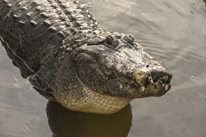 USA, Florida, Orlando. alligator doing water