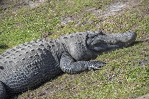 Images Dated 24th February 2014: USA, Florida, Orlando. alligator at Gatorland