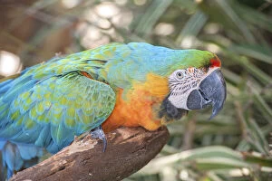 USA, Florida, Orlando. Blue-and-Yellow Macaw