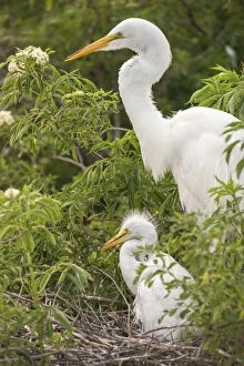Nesting Gallery: USA, Florida, Orlando. Great Egret and baby