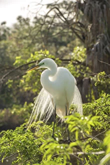 USA, Florida, Orlando. Great Egret at Gatorland