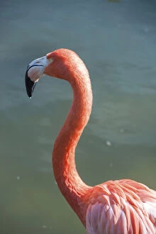 USA, Florida, Orlando. Pink Flamingo at