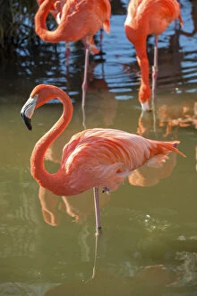 USA, Florida, Orlando. Pink Flamingos at