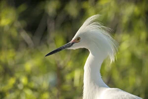 USA, Florida, Orlando. Snowy Egret at Gatorland