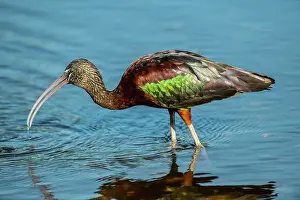 Florida Prints: USA, Florida, Sarasota, Myakka River State Park, Glossy Ibis Date: 16-03-2020