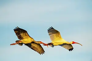 USA, Florida, Sarasota, Myakka River State Park, White Ibis flying Date: 21-03-2020