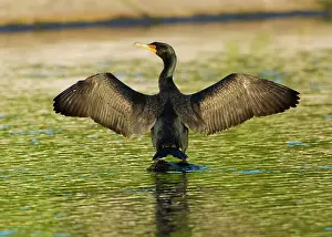 USA, Florida, Sarasota, Myakka River State Park, Double-crested Cormorant Date: 21-03-2020