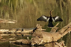 Images Dated 9th July 2021: USA, Georgia, Riceboro. Alligator and anhinga sunning on log. Date: 28-12-2020