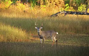 Georgia Prints: USA, Georgia, Savannah. Buck in the marsh at Skidaway Island. Date: 14-11-2020